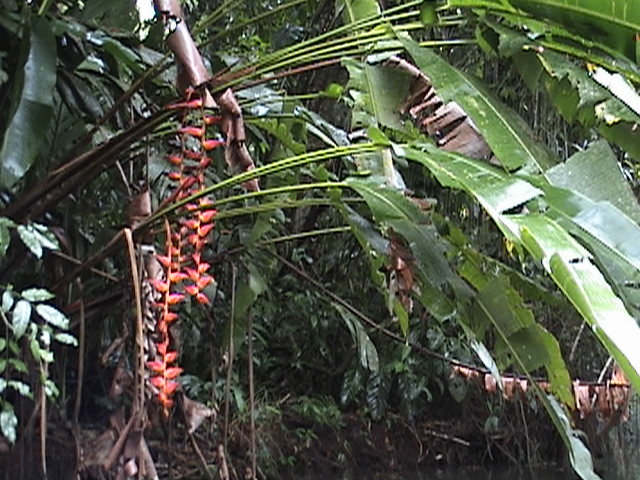 Costa Rica 046.jpg